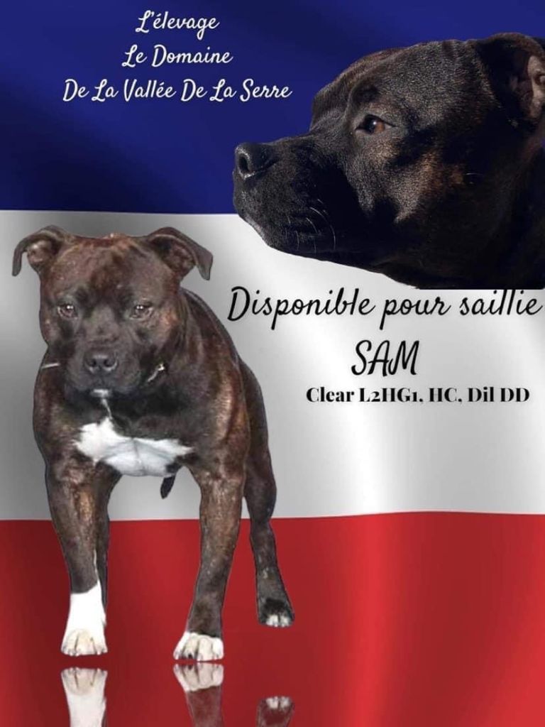 Sam Un Staffie Sinon Rien